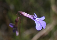 Lobelia chamaepitys