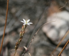 Ornithogalum juncifolium