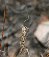 Ornithogalum juncifolium