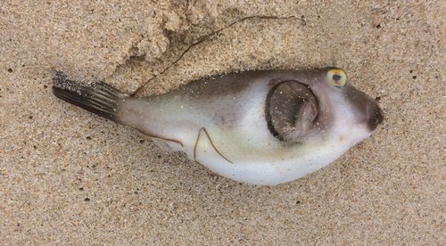 Ringed pufferfish (Omegophora armilla) — Tetraodontidae — 2