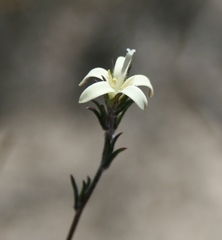 Wahlenbergia cinerea
