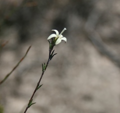 Wahlenbergia cinerea