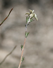 Wahlenbergia cinerea
