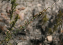 Wahlenbergia cinerea
