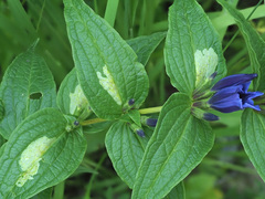 Phytomyza gentianae
