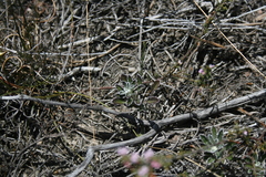 Arctotis pinnatifida