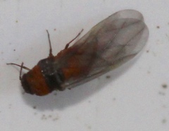 Phylloxeridae