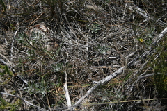 Arctotis pinnatifida