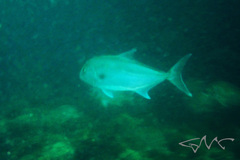Seriola hippos
