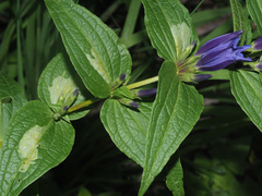 Phytomyza gentianae