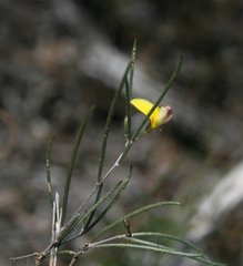 Aspalathus lebeckioides