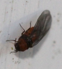 Phylloxeridae