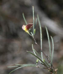 Aspalathus lebeckioides