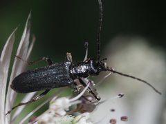 Anogcodes fulvicollis