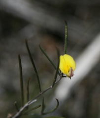 Aspalathus lebeckioides