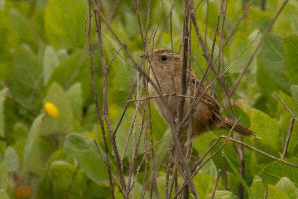 Sedge Wren (Austral)