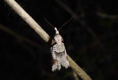 Harmologa amplexana