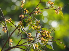 Ulmus parvifolia: Herkunft und Verwendung — Foto 2