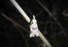 Harmologa amplexana