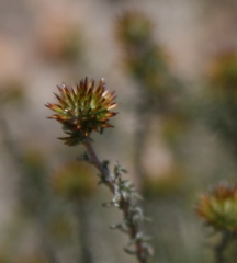 Disparago ericoides