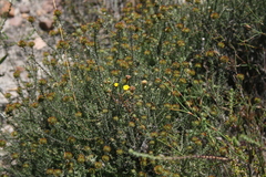 Disparago ericoides