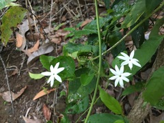 Jasminum elongatum