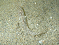 Pomatoschistus marmoratus
