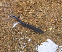 Anguilla dieffenbachii