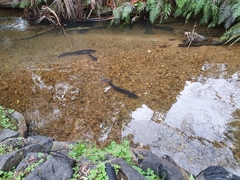 Anguilla dieffenbachii