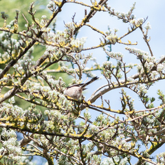 Aegithalos caudatus