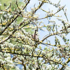 Aegithalos caudatus