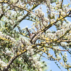 Aegithalos caudatus
