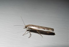 Orocrambus flexuosellus