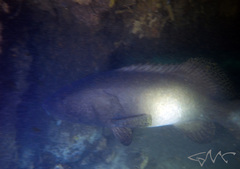 Epinephelus lanceolatus