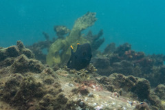 Plectroglyphidodon apicalis