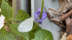 Leptosia nina niobe