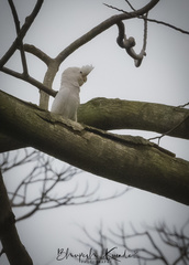 Cacatua goffiniana