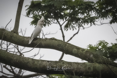 Cacatua goffiniana