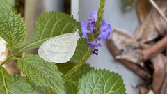Leptosia nina niobe