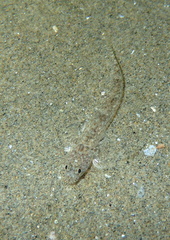 Pomatoschistus marmoratus