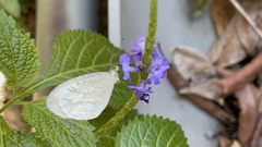 Leptosia nina niobe