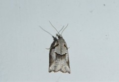 Harmologa amplexana