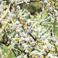 Aegithalos caudatus