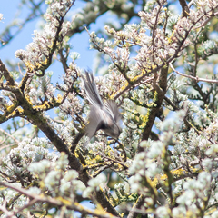 Aegithalos caudatus