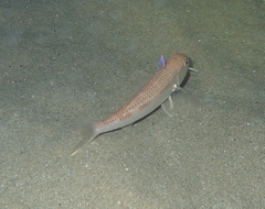 Mullus barbatus