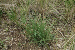 Allium vodopjanovae