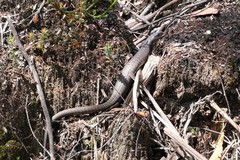 Cyclodomorphus casuarinae