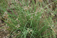 Allium vodopjanovae