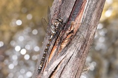 Austroaeschna hardyi