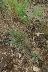 Festuca valesiaca
